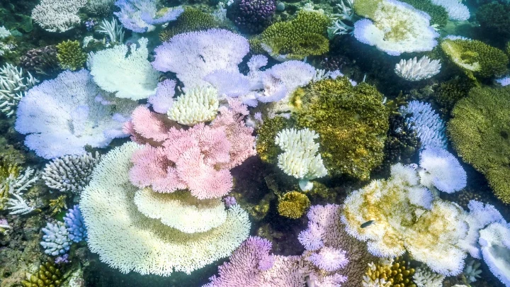 Bleached and dead coral around Lizard Island on the Great Barrier Reef, north of Cairns, Australia. David Gray/AFP/Getty Images