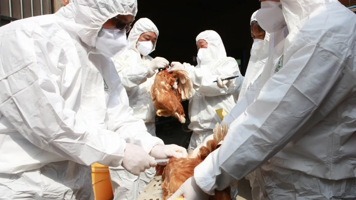 Health workers collect blood samples from chickens at a poultry farm on April 17, 2013 in Taizhou, China. ChinaFotoPress/ChinaFotoPress via Getty Images