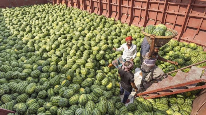 Workers unload fresh watermelons from a cargo boat at Wise Ghat in Old Dhaka’s Badamtoli area, home to the city’s largest wholesale fruit market. This year’s favourable weather conditions have allowed for an early watermelon harvest. The photo was taken recently. Photo: Rajib Dhar